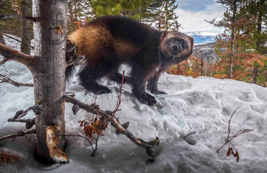 Montana was one of three states that opposed listing wolverines as a threatened species. Credit: Kalon Baughan