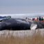 The carcass of a humpback whale lies on Long Island's Lido Beach in New York, in January 2023. A necropsy revealed that the 29,000-pound mammal was struck by a vessel and died ashore. Credit: Kena Betancur/AFP via Getty Images.