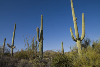 Saguaro Cactus near Tucson, Arizona. Credit: Carol M. Highsmith/Buyenlarge/Getty Images